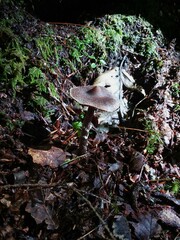 Cortinarius flexipes