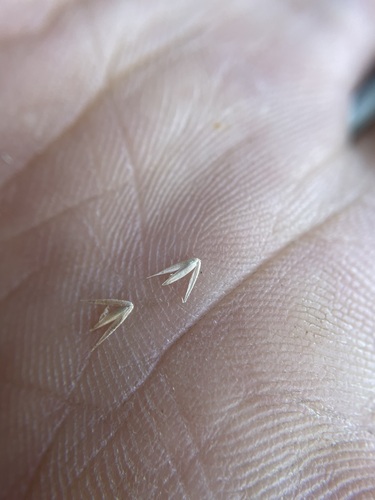 Image of Drooping Woodreed (Cinna latifolia) by (c) Matt Berger, some rights reserved (CC BY)