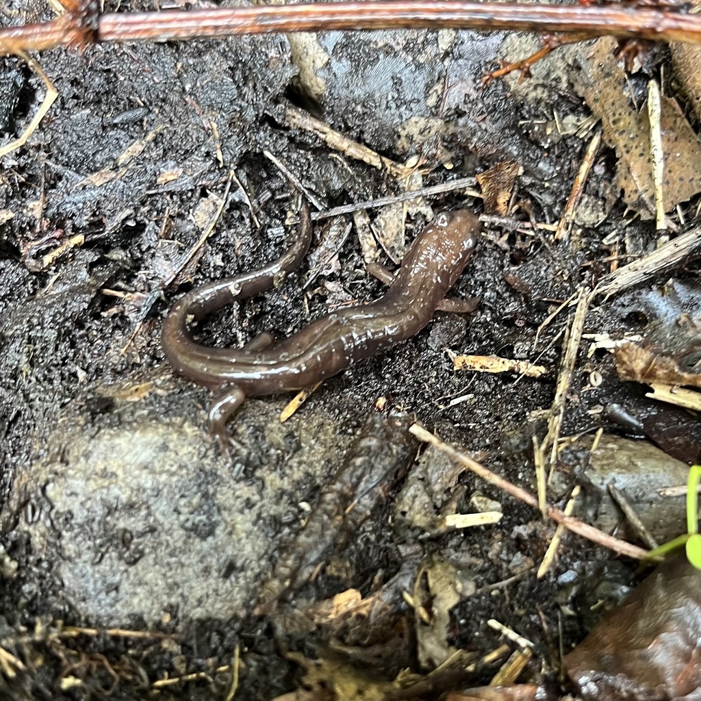 Allegheny Mountain Dusky Salamander from Richfield Springs, NY, US on ...