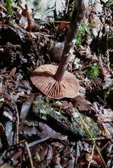 Cortinarius flexipes