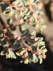Euphorbia ocellata ocellata