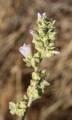 Malacothamnus aboriginum