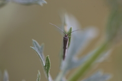 Scythris limbella