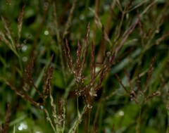 Agrostis gigantea