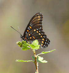 Limenitis arthemis arizonensis