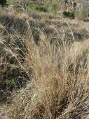 Aristida adscensionis