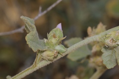 Malacothamnus aboriginum
