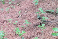 Pipilo maculatus macronyx