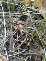 Psathyrella longipes