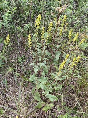 Solidago speciosa