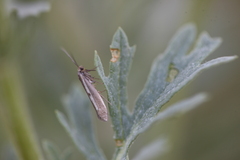 Scythris limbella