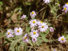 Symphyotrichum anomalum