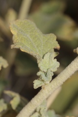 Malacothamnus aboriginum