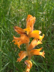 Dichromanthus aurantiacus