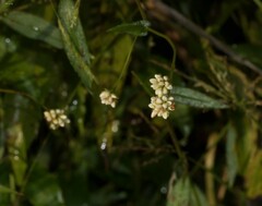 Persicaria sagittata