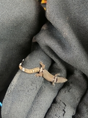 Sphaerodactylus glaucus