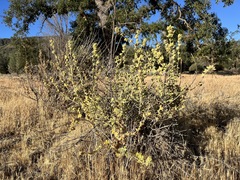 Malacothamnus aboriginum