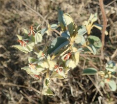 Melhania prostrata