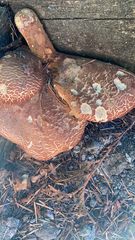 Xerocomellus chrysenteron