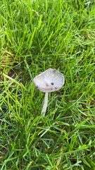 Coprinopsis lagopus