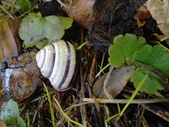 Caucasotachea vindobonensis