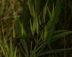 Asclepias incarnata