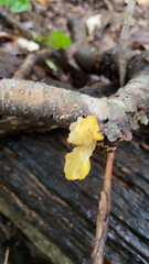 Tremella