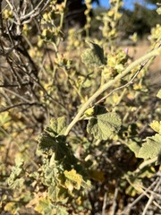 Malacothamnus aboriginum