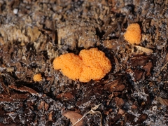 Tubifera ferruginosa