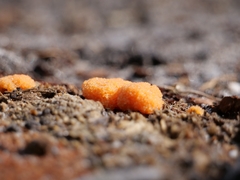 Tubifera ferruginosa