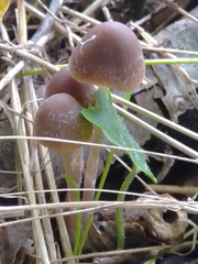 Psathyrella longipes
