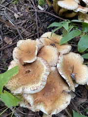 Pholiota
