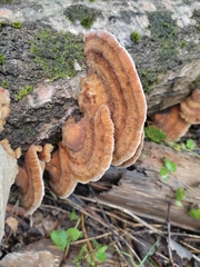 Trametes ochracea