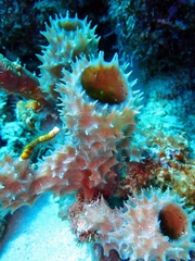 Callyspongia aculeata