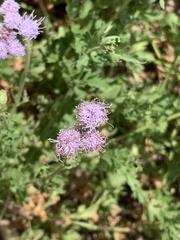 Conoclinium dissectum