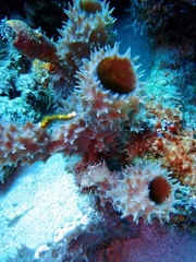 Callyspongia aculeata