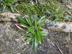 Dichanthelium laxiflorum