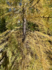 Larix occidentalis
