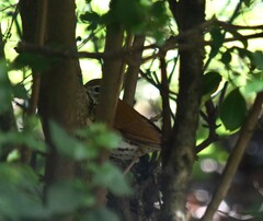 Hylocichla mustelina