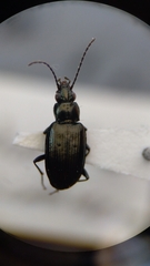 Bembidion recticolle