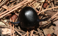 Sericotrupes niger