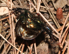Sericotrupes niger