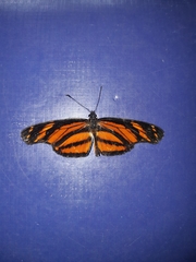 Eresia phillyra phillyra