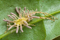 Gibellula