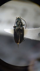 Bembidion recticolle