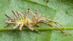 Gibellula
