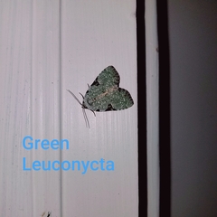 Leuconycta diphteroides