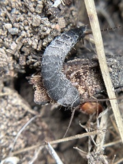 Allacrotelsa spinulata