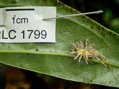 Gibellula