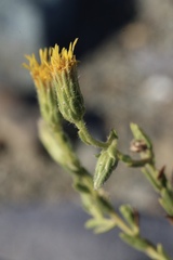 Heterotheca sessiliflora echioides